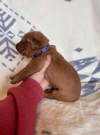 Golden Retriever Breeders in Montana, Field Golden Retriever Breeders in Montana, Field Golden Retriever Breeders, Field Golden Retrievers, Hunting Golden Retrievers, Golden Retriever Breeders in MT, Golden Retrievers in Montana, Golden Retriever puppies for sale in Montana, Golden Retriever puppies for sale in MT, Goldens in MT, Golden Retrievers for sale in MT, Golden Retrievers for sale in Montana, Golden Retriever breeders in MT, Golden Retrievers, Golden Retrievers for sale, Golden Retriever Puppies for sale, Golden Retriever Puppies, Responsible Golden Retriever Breeder, Responsible Golden Retriever Breeders in Montana, Responsible Golden Retriever Breeders in MT