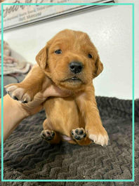 Golden Retriever Breeders in Montana, Field Golden Retriever Breeders in Montana, Field Golden Retriever Breeders, Field Golden Retrievers, Hunting Golden Retrievers, Golden Retriever Breeders in MT, Golden Retrievers in Montana, Golden Retriever puppies for sale in Montana, Golden Retriever puppies for sale in MT, Goldens in MT, Golden Retrievers for sale in MT, Golden Retrievers for sale in Montana, Golden Retriever breeders in MT, Golden Retrievers, Golden Retrievers for sale, Golden Retriever Puppies for sale, Golden Retriever Puppies, Responsible Golden Retriever Breeder, Responsible Golden Retriever Breeders in Montana, Responsible Golden Retriever Breeders in MT