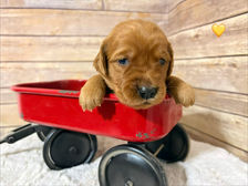 Golden Retriever Breeders in Montana, Field Golden Retriever Breeders in Montana, Field Golden Retriever Breeders, Field Golden Retrievers, Hunting Golden Retrievers, Golden Retriever Breeders in MT, Golden Retrievers in Montana, Golden Retriever puppies for sale in Montana, Golden Retriever puppies for sale in MT, Goldens in MT, Golden Retrievers for sale in MT, Golden Retrievers for sale in Montana, Golden Retriever breeders in MT, Golden Retrievers, Golden Retrievers for sale, Golden Retriever Puppies for sale, Golden Retriever Puppies, Responsible Golden Retriever Breeder, Responsible Golden Retriever Breeders in Montana, Responsible Golden Retriever Breeders in MT