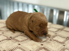 Golden Retriever Breeders in Montana, Field Golden Retriever Breeders in Montana, Field Golden Retriever Breeders, Field Golden Retrievers, Hunting Golden Retrievers, Golden Retriever Breeders in MT, Golden Retrievers in Montana, Golden Retriever puppies for sale in Montana, Golden Retriever puppies for sale in MT, Goldens in MT, Golden Retrievers for sale in MT, Golden Retrievers for sale in Montana, Golden Retriever breeders in MT, Golden Retrievers, Golden Retrievers for sale, Golden Retriever Puppies for sale, Golden Retriever Puppies, Responsible Golden Retriever Breeder, Responsible Golden Retriever Breeders in Montana, Responsible Golden Retriever Breeders in MT