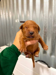 Golden Retriever Breeders in Montana, Field Golden Retriever Breeders in Montana, Field Golden Retriever Breeders, Field Golden Retrievers, Hunting Golden Retrievers, Golden Retriever Breeders in MT, Golden Retrievers in Montana, Golden Retriever puppies for sale in Montana, Golden Retriever puppies for sale in MT, Goldens in MT, Golden Retrievers for sale in MT, Golden Retrievers for sale in Montana, Golden Retriever breeders in MT, Golden Retrievers, Golden Retrievers for sale, Golden Retriever Puppies for sale, Golden Retriever Puppies, Responsible Golden Retriever Breeder, Responsible Golden Retriever Breeders in Montana, Responsible Golden Retriever Breeders in MT
