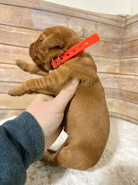 Golden Retriever Breeders in Montana, Field Golden Retriever Breeders in Montana, Field Golden Retriever Breeders, Field Golden Retrievers, Hunting Golden Retrievers, Golden Retriever Breeders in MT, Golden Retrievers in Montana, Golden Retriever puppies for sale in Montana, Golden Retriever puppies for sale in MT, Goldens in MT, Golden Retrievers for sale in MT, Golden Retrievers for sale in Montana, Golden Retriever breeders in MT, Golden Retrievers, Golden Retrievers for sale, Golden Retriever Puppies for sale, Golden Retriever Puppies, Responsible Golden Retriever Breeder, Responsible Golden Retriever Breeders in Montana, Responsible Golden Retriever Breeders in MT