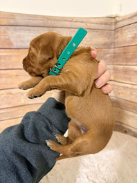 Golden Retriever Breeders in Montana, Field Golden Retriever Breeders in Montana, Field Golden Retriever Breeders, Field Golden Retrievers, Hunting Golden Retrievers, Golden Retriever Breeders in MT, Golden Retrievers in Montana, Golden Retriever puppies for sale in Montana, Golden Retriever puppies for sale in MT, Goldens in MT, Golden Retrievers for sale in MT, Golden Retrievers for sale in Montana, Golden Retriever breeders in MT, Golden Retrievers, Golden Retrievers for sale, Golden Retriever Puppies for sale, Golden Retriever Puppies, Responsible Golden Retriever Breeder, Responsible Golden Retriever Breeders in Montana, Responsible Golden Retriever Breeders in MT