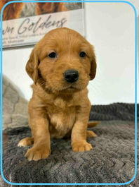 Golden Retriever Breeders in Montana, Field Golden Retriever Breeders in Montana, Field Golden Retriever Breeders, Field Golden Retrievers, Hunting Golden Retrievers, Golden Retriever Breeders in MT, Golden Retrievers in Montana, Golden Retriever puppies for sale in Montana, Golden Retriever puppies for sale in MT, Goldens in MT, Golden Retrievers for sale in MT, Golden Retrievers for sale in Montana, Golden Retriever breeders in MT, Golden Retrievers, Golden Retrievers for sale, Golden Retriever Puppies for sale, Golden Retriever Puppies, Responsible Golden Retriever Breeder, Responsible Golden Retriever Breeders in Montana, Responsible Golden Retriever Breeders in MT