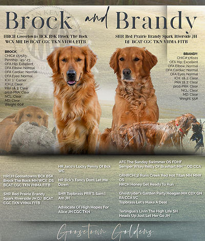 Golden Retriever Breeders in Montana, Field Golden Retriever Breeders in Montana, Field Golden Retriever Breeders, Field Golden Retrievers, Hunting Golden Retrievers, Golden Retriever Breeders in MT, Golden Retrievers in Montana, Golden Retriever puppies for sale in Montana, Golden Retriever puppies for sale in MT, Goldens in MT, Golden Retrievers for sale in MT, Golden Retrievers for sale in Montana, Golden Retriever breeders in MT, Golden Retrievers, Golden Retrievers for sale, Golden Retriever Puppies for sale, Golden Retriever Puppies, Responsible Golden Retriever Breeder, Responsible Golden Retriever Breeders in Montana, Responsible Golden Retriever Breeders in MT