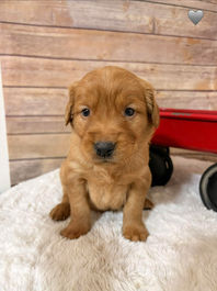 Golden Retriever Breeders in Montana, Field Golden Retriever Breeders in Montana, Field Golden Retriever Breeders, Field Golden Retrievers, Hunting Golden Retrievers, Golden Retriever Breeders in MT, Golden Retrievers in Montana, Golden Retriever puppies for sale in Montana, Golden Retriever puppies for sale in MT, Goldens in MT, Golden Retrievers for sale in MT, Golden Retrievers for sale in Montana, Golden Retriever breeders in MT, Golden Retrievers, Golden Retrievers for sale, Golden Retriever Puppies for sale, Golden Retriever Puppies, Responsible Golden Retriever Breeder, Responsible Golden Retriever Breeders in Montana, Responsible Golden Retriever Breeders in MT