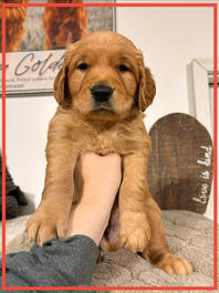 Golden Retriever Breeders in Montana, Field Golden Retriever Breeders in Montana, Field Golden Retriever Breeders, Field Golden Retrievers, Hunting Golden Retrievers, Golden Retriever Breeders in MT, Golden Retrievers in Montana, Golden Retriever puppies for sale in Montana, Golden Retriever puppies for sale in MT, Goldens in MT, Golden Retrievers for sale in MT, Golden Retrievers for sale in Montana, Golden Retriever breeders in MT, Golden Retrievers, Golden Retrievers for sale, Golden Retriever Puppies for sale, Golden Retriever Puppies, Responsible Golden Retriever Breeder, Responsible Golden Retriever Breeders in Montana, Responsible Golden Retriever Breeders in MT