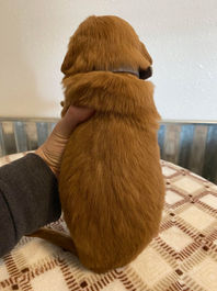 Golden Retriever Breeders in Montana, Field Golden Retriever Breeders in Montana, Field Golden Retriever Breeders, Field Golden Retrievers, Hunting Golden Retrievers, Golden Retriever Breeders in MT, Golden Retrievers in Montana, Golden Retriever puppies for sale in Montana, Golden Retriever puppies for sale in MT, Goldens in MT, Golden Retrievers for sale in MT, Golden Retrievers for sale in Montana, Golden Retriever breeders in MT, Golden Retrievers, Golden Retrievers for sale, Golden Retriever Puppies for sale, Golden Retriever Puppies, Responsible Golden Retriever Breeder, Responsible Golden Retriever Breeders in Montana, Responsible Golden Retriever Breeders in MT