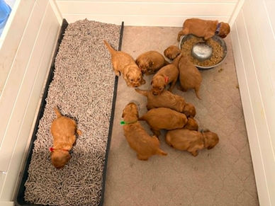 Golden Retriever Breeders in Montana, Field Golden Retriever Breeders in Montana, Field Golden Retriever Breeders, Field Golden Retrievers, Hunting Golden Retrievers, Golden Retriever Breeders in MT, Golden Retrievers in Montana, Golden Retriever puppies for sale in Montana, Golden Retriever puppies for sale in MT, Goldens in MT, Golden Retrievers for sale in MT, Golden Retrievers for sale in Montana, Golden Retriever breeders in MT, Golden Retrievers, Golden Retrievers for sale, Golden Retriever Puppies for sale, Golden Retriever Puppies, Responsible Golden Retriever Breeder, Responsible Golden Retriever Breeders in Montana, Responsible Golden Retriever Breeders in MT