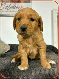 Golden Retriever Breeders in Montana, Field Golden Retriever Breeders in Montana, Field Golden Retriever Breeders, Field Golden Retrievers, Hunting Golden Retrievers, Golden Retriever Breeders in MT, Golden Retrievers in Montana, Golden Retriever puppies for sale in Montana, Golden Retriever puppies for sale in MT, Goldens in MT, Golden Retrievers for sale in MT, Golden Retrievers for sale in Montana, Golden Retriever breeders in MT, Golden Retrievers, Golden Retrievers for sale, Golden Retriever Puppies for sale, Golden Retriever Puppies, Responsible Golden Retriever Breeder, Responsible Golden Retriever Breeders in Montana, Responsible Golden Retriever Breeders in MT