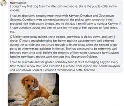 golden retriever puppies for sale in Montana MT, Goldens in MT, Golden Retrievers for sale in MT, Golden retriever puppies for sale in Montana, Golden retriever breeders in MT