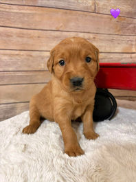 Golden Retriever Breeders in Montana, Field Golden Retriever Breeders in Montana, Field Golden Retriever Breeders, Field Golden Retrievers, Hunting Golden Retrievers, Golden Retriever Breeders in MT, Golden Retrievers in Montana, Golden Retriever puppies for sale in Montana, Golden Retriever puppies for sale in MT, Goldens in MT, Golden Retrievers for sale in MT, Golden Retrievers for sale in Montana, Golden Retriever breeders in MT, Golden Retrievers, Golden Retrievers for sale, Golden Retriever Puppies for sale, Golden Retriever Puppies, Responsible Golden Retriever Breeder, Responsible Golden Retriever Breeders in Montana, Responsible Golden Retriever Breeders in MT