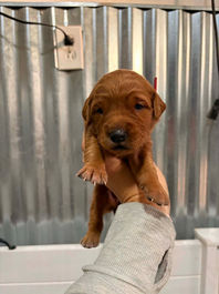 Golden Retriever Breeders in Montana, Field Golden Retriever Breeders in Montana, Field Golden Retriever Breeders, Field Golden Retrievers, Hunting Golden Retrievers, Golden Retriever Breeders in MT, Golden Retrievers in Montana, Golden Retriever puppies for sale in Montana, Golden Retriever puppies for sale in MT, Goldens in MT, Golden Retrievers for sale in MT, Golden Retrievers for sale in Montana, Golden Retriever breeders in MT, Golden Retrievers, Golden Retrievers for sale, Golden Retriever Puppies for sale, Golden Retriever Puppies, Responsible Golden Retriever Breeder, Responsible Golden Retriever Breeders in Montana, Responsible Golden Retriever Breeders in MT