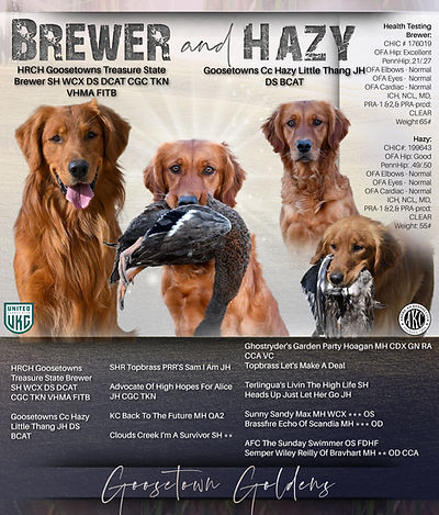 BrewerHazy (1).jpg