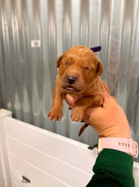 Golden Retriever Breeders in Montana, Field Golden Retriever Breeders in Montana, Field Golden Retriever Breeders, Field Golden Retrievers, Hunting Golden Retrievers, Golden Retriever Breeders in MT, Golden Retrievers in Montana, Golden Retriever puppies for sale in Montana, Golden Retriever puppies for sale in MT, Goldens in MT, Golden Retrievers for sale in MT, Golden Retrievers for sale in Montana, Golden Retriever breeders in MT, Golden Retrievers, Golden Retrievers for sale, Golden Retriever Puppies for sale, Golden Retriever Puppies, Responsible Golden Retriever Breeder, Responsible Golden Retriever Breeders in Montana, Responsible Golden Retriever Breeders in MT
