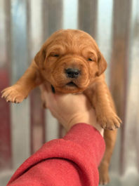 Golden Retriever Breeders in Montana, Field Golden Retriever Breeders in Montana, Field Golden Retriever Breeders, Field Golden Retrievers, Hunting Golden Retrievers, Golden Retriever Breeders in MT, Golden Retrievers in Montana, Golden Retriever puppies for sale in Montana, Golden Retriever puppies for sale in MT, Goldens in MT, Golden Retrievers for sale in MT, Golden Retrievers for sale in Montana, Golden Retriever breeders in MT, Golden Retrievers, Golden Retrievers for sale, Golden Retriever Puppies for sale, Golden Retriever Puppies, Responsible Golden Retriever Breeder, Responsible Golden Retriever Breeders in Montana, Responsible Golden Retriever Breeders in MT
