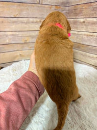 Golden Retriever Breeders in Montana, Field Golden Retriever Breeders in Montana, Field Golden Retriever Breeders, Field Golden Retrievers, Hunting Golden Retrievers, Golden Retriever Breeders in MT, Golden Retrievers in Montana, Golden Retriever puppies for sale in Montana, Golden Retriever puppies for sale in MT, Goldens in MT, Golden Retrievers for sale in MT, Golden Retrievers for sale in Montana, Golden Retriever breeders in MT, Golden Retrievers, Golden Retrievers for sale, Golden Retriever Puppies for sale, Golden Retriever Puppies, Responsible Golden Retriever Breeder, Responsible Golden Retriever Breeders in Montana, Responsible Golden Retriever Breeders in MT