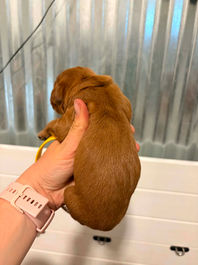Golden Retriever Breeders in Montana, Field Golden Retriever Breeders in Montana, Field Golden Retriever Breeders, Field Golden Retrievers, Hunting Golden Retrievers, Golden Retriever Breeders in MT, Golden Retrievers in Montana, Golden Retriever puppies for sale in Montana, Golden Retriever puppies for sale in MT, Goldens in MT, Golden Retrievers for sale in MT, Golden Retrievers for sale in Montana, Golden Retriever breeders in MT, Golden Retrievers, Golden Retrievers for sale, Golden Retriever Puppies for sale, Golden Retriever Puppies, Responsible Golden Retriever Breeder, Responsible Golden Retriever Breeders in Montana, Responsible Golden Retriever Breeders in MT