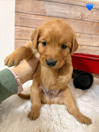 Golden Retriever Breeders in Montana, Field Golden Retriever Breeders in Montana, Field Golden Retriever Breeders, Field Golden Retrievers, Hunting Golden Retrievers, Golden Retriever Breeders in MT, Golden Retrievers in Montana, Golden Retriever puppies for sale in Montana, Golden Retriever puppies for sale in MT, Goldens in MT, Golden Retrievers for sale in MT, Golden Retrievers for sale in Montana, Golden Retriever breeders in MT, Golden Retrievers, Golden Retrievers for sale, Golden Retriever Puppies for sale, Golden Retriever Puppies, Responsible Golden Retriever Breeder, Responsible Golden Retriever Breeders in Montana, Responsible Golden Retriever Breeders in MT