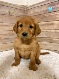 Golden Retriever Breeders in Montana, Field Golden Retriever Breeders in Montana, Field Golden Retriever Breeders, Field Golden Retrievers, Hunting Golden Retrievers, Golden Retriever Breeders in MT, Golden Retrievers in Montana, Golden Retriever puppies for sale in Montana, Golden Retriever puppies for sale in MT, Goldens in MT, Golden Retrievers for sale in MT, Golden Retrievers for sale in Montana, Golden Retriever breeders in MT, Golden Retrievers, Golden Retrievers for sale, Golden Retriever Puppies for sale, Golden Retriever Puppies, Responsible Golden Retriever Breeder, Responsible Golden Retriever Breeders in Montana, Responsible Golden Retriever Breeders in MT