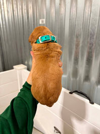 Golden Retriever Breeders in Montana, Field Golden Retriever Breeders in Montana, Field Golden Retriever Breeders, Field Golden Retrievers, Hunting Golden Retrievers, Golden Retriever Breeders in MT, Golden Retrievers in Montana, Golden Retriever puppies for sale in Montana, Golden Retriever puppies for sale in MT, Goldens in MT, Golden Retrievers for sale in MT, Golden Retrievers for sale in Montana, Golden Retriever breeders in MT, Golden Retrievers, Golden Retrievers for sale, Golden Retriever Puppies for sale, Golden Retriever Puppies, Responsible Golden Retriever Breeder, Responsible Golden Retriever Breeders in Montana, Responsible Golden Retriever Breeders in MT