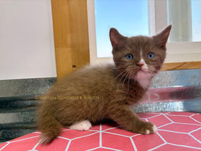 Montana Munchkins & Minuets, Munchkin kittens in MT, Munchkin kittens in Montana, Minuet kittens in montana, Minuet kittens in MT, Kittens for sale in montana, munchkin breeders in MT, Minuet breeders in MT