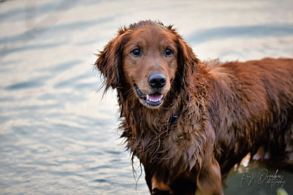 Golden Retriever Breeders in Montana, Field Golden Retriever Breeders in Montana, Field Golden Retriever Breeders, Field Golden Retrievers, Hunting Golden Retrievers, Golden Retriever Breeders in MT, Golden Retrievers in Montana, Golden Retriever puppies for sale in Montana, Golden Retriever puppies for sale in MT, Goldens in MT, Golden Retrievers for sale in MT, Golden Retrievers for sale in Montana, Golden Retriever breeders in MT, Golden Retrievers, Golden Retrievers for sale, Golden Retriever Puppies for sale, Golden Retriever Puppies, Responsible Golden Retriever Breeder, Responsible Golden Retriever Breeders in Montana, Responsible Golden Retriever Breeders in MT