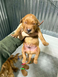 Golden Retriever Breeders in Montana, Field Golden Retriever Breeders in Montana, Field Golden Retriever Breeders, Field Golden Retrievers, Hunting Golden Retrievers, Golden Retriever Breeders in MT, Golden Retrievers in Montana, Golden Retriever puppies for sale in Montana, Golden Retriever puppies for sale in MT, Goldens in MT, Golden Retrievers for sale in MT, Golden Retrievers for sale in Montana, Golden Retriever breeders in MT, Golden Retrievers, Golden Retrievers for sale, Golden Retriever Puppies for sale, Golden Retriever Puppies, Responsible Golden Retriever Breeder, Responsible Golden Retriever Breeders in Montana, Responsible Golden Retriever Breeders in MT