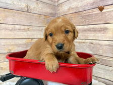 Golden Retriever Breeders in Montana, Field Golden Retriever Breeders in Montana, Field Golden Retriever Breeders, Field Golden Retrievers, Hunting Golden Retrievers, Golden Retriever Breeders in MT, Golden Retrievers in Montana, Golden Retriever puppies for sale in Montana, Golden Retriever puppies for sale in MT, Goldens in MT, Golden Retrievers for sale in MT, Golden Retrievers for sale in Montana, Golden Retriever breeders in MT, Golden Retrievers, Golden Retrievers for sale, Golden Retriever Puppies for sale, Golden Retriever Puppies, Responsible Golden Retriever Breeder, Responsible Golden Retriever Breeders in Montana, Responsible Golden Retriever Breeders in MT