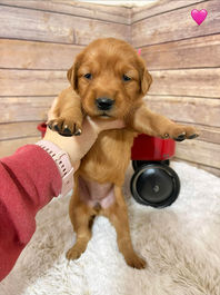 Golden Retriever Breeders in Montana, Field Golden Retriever Breeders in Montana, Field Golden Retriever Breeders, Field Golden Retrievers, Hunting Golden Retrievers, Golden Retriever Breeders in MT, Golden Retrievers in Montana, Golden Retriever puppies for sale in Montana, Golden Retriever puppies for sale in MT, Goldens in MT, Golden Retrievers for sale in MT, Golden Retrievers for sale in Montana, Golden Retriever breeders in MT, Golden Retrievers, Golden Retrievers for sale, Golden Retriever Puppies for sale, Golden Retriever Puppies, Responsible Golden Retriever Breeder, Responsible Golden Retriever Breeders in Montana, Responsible Golden Retriever Breeders in MT