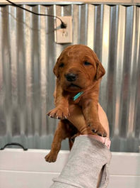Golden Retriever Breeders in Montana, Field Golden Retriever Breeders in Montana, Field Golden Retriever Breeders, Field Golden Retrievers, Hunting Golden Retrievers, Golden Retriever Breeders in MT, Golden Retrievers in Montana, Golden Retriever puppies for sale in Montana, Golden Retriever puppies for sale in MT, Goldens in MT, Golden Retrievers for sale in MT, Golden Retrievers for sale in Montana, Golden Retriever breeders in MT, Golden Retrievers, Golden Retrievers for sale, Golden Retriever Puppies for sale, Golden Retriever Puppies, Responsible Golden Retriever Breeder, Responsible Golden Retriever Breeders in Montana, Responsible Golden Retriever Breeders in MT