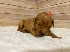 Golden Retriever Breeders in Montana, Field Golden Retriever Breeders in Montana, Field Golden Retriever Breeders, Field Golden Retrievers, Hunting Golden Retrievers, Golden Retriever Breeders in MT, Golden Retrievers in Montana, Golden Retriever puppies for sale in Montana, Golden Retriever puppies for sale in MT, Goldens in MT, Golden Retrievers for sale in MT, Golden Retrievers for sale in Montana, Golden Retriever breeders in MT, Golden Retrievers, Golden Retrievers for sale, Golden Retriever Puppies for sale, Golden Retriever Puppies, Responsible Golden Retriever Breeder, Responsible Golden Retriever Breeders in Montana, Responsible Golden Retriever Breeders in MT