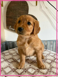 Golden Retriever Breeders in Montana, Field Golden Retriever Breeders in Montana, Field Golden Retriever Breeders, Field Golden Retrievers, Hunting Golden Retrievers, Golden Retriever Breeders in MT, Golden Retrievers in Montana, Golden Retriever puppies for sale in Montana, Golden Retriever puppies for sale in MT, Goldens in MT, Golden Retrievers for sale in MT, Golden Retrievers for sale in Montana, Golden Retriever breeders in MT, Golden Retrievers, Golden Retrievers for sale, Golden Retriever Puppies for sale, Golden Retriever Puppies, Responsible Golden Retriever Breeder, Responsible Golden Retriever Breeders in Montana, Responsible Golden Retriever Breeders in MT