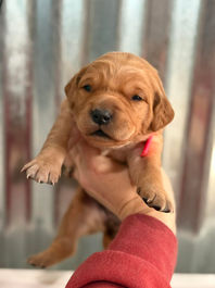 Golden Retriever Breeders in Montana, Field Golden Retriever Breeders in Montana, Field Golden Retriever Breeders, Field Golden Retrievers, Hunting Golden Retrievers, Golden Retriever Breeders in MT, Golden Retrievers in Montana, Golden Retriever puppies for sale in Montana, Golden Retriever puppies for sale in MT, Goldens in MT, Golden Retrievers for sale in MT, Golden Retrievers for sale in Montana, Golden Retriever breeders in MT, Golden Retrievers, Golden Retrievers for sale, Golden Retriever Puppies for sale, Golden Retriever Puppies, Responsible Golden Retriever Breeder, Responsible Golden Retriever Breeders in Montana, Responsible Golden Retriever Breeders in MT