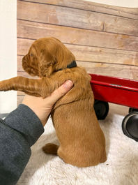 Golden Retriever Breeders in Montana, Field Golden Retriever Breeders in Montana, Field Golden Retriever Breeders, Field Golden Retrievers, Hunting Golden Retrievers, Golden Retriever Breeders in MT, Golden Retrievers in Montana, Golden Retriever puppies for sale in Montana, Golden Retriever puppies for sale in MT, Goldens in MT, Golden Retrievers for sale in MT, Golden Retrievers for sale in Montana, Golden Retriever breeders in MT, Golden Retrievers, Golden Retrievers for sale, Golden Retriever Puppies for sale, Golden Retriever Puppies, Responsible Golden Retriever Breeder, Responsible Golden Retriever Breeders in Montana, Responsible Golden Retriever Breeders in MT