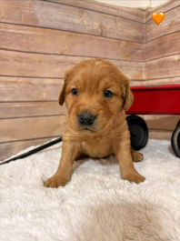 Golden Retriever Breeders in Montana, Field Golden Retriever Breeders in Montana, Field Golden Retriever Breeders, Field Golden Retrievers, Hunting Golden Retrievers, Golden Retriever Breeders in MT, Golden Retrievers in Montana, Golden Retriever puppies for sale in Montana, Golden Retriever puppies for sale in MT, Goldens in MT, Golden Retrievers for sale in MT, Golden Retrievers for sale in Montana, Golden Retriever breeders in MT, Golden Retrievers, Golden Retrievers for sale, Golden Retriever Puppies for sale, Golden Retriever Puppies, Responsible Golden Retriever Breeder, Responsible Golden Retriever Breeders in Montana, Responsible Golden Retriever Breeders in MT