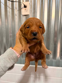 Golden Retriever Breeders in Montana, Field Golden Retriever Breeders in Montana, Field Golden Retriever Breeders, Field Golden Retrievers, Hunting Golden Retrievers, Golden Retriever Breeders in MT, Golden Retrievers in Montana, Golden Retriever puppies for sale in Montana, Golden Retriever puppies for sale in MT, Goldens in MT, Golden Retrievers for sale in MT, Golden Retrievers for sale in Montana, Golden Retriever breeders in MT, Golden Retrievers, Golden Retrievers for sale, Golden Retriever Puppies for sale, Golden Retriever Puppies, Responsible Golden Retriever Breeder, Responsible Golden Retriever Breeders in Montana, Responsible Golden Retriever Breeders in MT