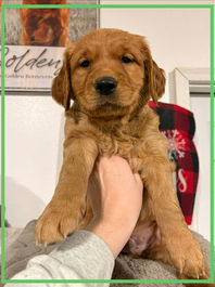 Golden Retriever Breeders in Montana, Field Golden Retriever Breeders in Montana, Field Golden Retriever Breeders, Field Golden Retrievers, Hunting Golden Retrievers, Golden Retriever Breeders in MT, Golden Retrievers in Montana, Golden Retriever puppies for sale in Montana, Golden Retriever puppies for sale in MT, Goldens in MT, Golden Retrievers for sale in MT, Golden Retrievers for sale in Montana, Golden Retriever breeders in MT, Golden Retrievers, Golden Retrievers for sale, Golden Retriever Puppies for sale, Golden Retriever Puppies, Responsible Golden Retriever Breeder, Responsible Golden Retriever Breeders in Montana, Responsible Golden Retriever Breeders in MT