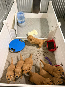 Golden Retriever Breeders in Montana, Field Golden Retriever Breeders in Montana, Field Golden Retriever Breeders, Field Golden Retrievers, Hunting Golden Retrievers, Golden Retriever Breeders in MT, Golden Retrievers in Montana, Golden Retriever puppies for sale in Montana, Golden Retriever puppies for sale in MT, Goldens in MT, Golden Retrievers for sale in MT, Golden Retrievers for sale in Montana, Golden Retriever breeders in MT, Golden Retrievers, Golden Retrievers for sale, Golden Retriever Puppies for sale, Golden Retriever Puppies, Responsible Golden Retriever Breeder, Responsible Golden Retriever Breeders in Montana, Responsible Golden Retriever Breeders in MT