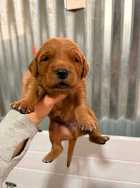 Golden Retriever Breeders in Montana, Field Golden Retriever Breeders in Montana, Field Golden Retriever Breeders, Field Golden Retrievers, Hunting Golden Retrievers, Golden Retriever Breeders in MT, Golden Retrievers in Montana, Golden Retriever puppies for sale in Montana, Golden Retriever puppies for sale in MT, Goldens in MT, Golden Retrievers for sale in MT, Golden Retrievers for sale in Montana, Golden Retriever breeders in MT, Golden Retrievers, Golden Retrievers for sale, Golden Retriever Puppies for sale, Golden Retriever Puppies, Responsible Golden Retriever Breeder, Responsible Golden Retriever Breeders in Montana, Responsible Golden Retriever Breeders in MT