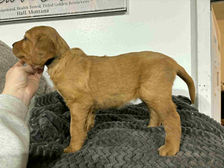 Golden Retriever Breeders in Montana, Field Golden Retriever Breeders in Montana, Field Golden Retriever Breeders, Field Golden Retrievers, Hunting Golden Retrievers, Golden Retriever Breeders in MT, Golden Retrievers in Montana, Golden Retriever puppies for sale in Montana, Golden Retriever puppies for sale in MT, Goldens in MT, Golden Retrievers for sale in MT, Golden Retrievers for sale in Montana, Golden Retriever breeders in MT, Golden Retrievers, Golden Retrievers for sale, Golden Retriever Puppies for sale, Golden Retriever Puppies, Responsible Golden Retriever Breeder, Responsible Golden Retriever Breeders in Montana, Responsible Golden Retriever Breeders in MT