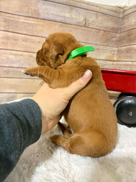 Golden Retriever Breeders in Montana, Field Golden Retriever Breeders in Montana, Field Golden Retriever Breeders, Field Golden Retrievers, Hunting Golden Retrievers, Golden Retriever Breeders in MT, Golden Retrievers in Montana, Golden Retriever puppies for sale in Montana, Golden Retriever puppies for sale in MT, Goldens in MT, Golden Retrievers for sale in MT, Golden Retrievers for sale in Montana, Golden Retriever breeders in MT, Golden Retrievers, Golden Retrievers for sale, Golden Retriever Puppies for sale, Golden Retriever Puppies, Responsible Golden Retriever Breeder, Responsible Golden Retriever Breeders in Montana, Responsible Golden Retriever Breeders in MT