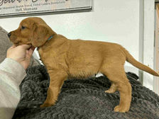 Golden Retriever Breeders in Montana, Field Golden Retriever Breeders in Montana, Field Golden Retriever Breeders, Field Golden Retrievers, Hunting Golden Retrievers, Golden Retriever Breeders in MT, Golden Retrievers in Montana, Golden Retriever puppies for sale in Montana, Golden Retriever puppies for sale in MT, Goldens in MT, Golden Retrievers for sale in MT, Golden Retrievers for sale in Montana, Golden Retriever breeders in MT, Golden Retrievers, Golden Retrievers for sale, Golden Retriever Puppies for sale, Golden Retriever Puppies, Responsible Golden Retriever Breeder, Responsible Golden Retriever Breeders in Montana, Responsible Golden Retriever Breeders in MT