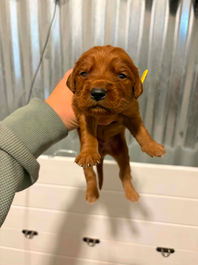 Golden Retriever Breeders in Montana, Field Golden Retriever Breeders in Montana, Field Golden Retriever Breeders, Field Golden Retrievers, Hunting Golden Retrievers, Golden Retriever Breeders in MT, Golden Retrievers in Montana, Golden Retriever puppies for sale in Montana, Golden Retriever puppies for sale in MT, Goldens in MT, Golden Retrievers for sale in MT, Golden Retrievers for sale in Montana, Golden Retriever breeders in MT, Golden Retrievers, Golden Retrievers for sale, Golden Retriever Puppies for sale, Golden Retriever Puppies, Responsible Golden Retriever Breeder, Responsible Golden Retriever Breeders in Montana, Responsible Golden Retriever Breeders in MT