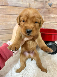 Golden Retriever Breeders in Montana, Field Golden Retriever Breeders in Montana, Field Golden Retriever Breeders, Field Golden Retrievers, Hunting Golden Retrievers, Golden Retriever Breeders in MT, Golden Retrievers in Montana, Golden Retriever puppies for sale in Montana, Golden Retriever puppies for sale in MT, Goldens in MT, Golden Retrievers for sale in MT, Golden Retrievers for sale in Montana, Golden Retriever breeders in MT, Golden Retrievers, Golden Retrievers for sale, Golden Retriever Puppies for sale, Golden Retriever Puppies, Responsible Golden Retriever Breeder, Responsible Golden Retriever Breeders in Montana, Responsible Golden Retriever Breeders in MT