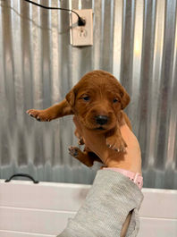 Golden Retriever Breeders in Montana, Field Golden Retriever Breeders in Montana, Field Golden Retriever Breeders, Field Golden Retrievers, Hunting Golden Retrievers, Golden Retriever Breeders in MT, Golden Retrievers in Montana, Golden Retriever puppies for sale in Montana, Golden Retriever puppies for sale in MT, Goldens in MT, Golden Retrievers for sale in MT, Golden Retrievers for sale in Montana, Golden Retriever breeders in MT, Golden Retrievers, Golden Retrievers for sale, Golden Retriever Puppies for sale, Golden Retriever Puppies, Responsible Golden Retriever Breeder, Responsible Golden Retriever Breeders in Montana, Responsible Golden Retriever Breeders in MT