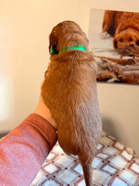 Golden Retriever Breeders in Montana, Field Golden Retriever Breeders in Montana, Field Golden Retriever Breeders, Field Golden Retrievers, Hunting Golden Retrievers, Golden Retriever Breeders in MT, Golden Retrievers in Montana, Golden Retriever puppies for sale in Montana, Golden Retriever puppies for sale in MT, Goldens in MT, Golden Retrievers for sale in MT, Golden Retrievers for sale in Montana, Golden Retriever breeders in MT, Golden Retrievers, Golden Retrievers for sale, Golden Retriever Puppies for sale, Golden Retriever Puppies, Responsible Golden Retriever Breeder, Responsible Golden Retriever Breeders in Montana, Responsible Golden Retriever Breeders in MT