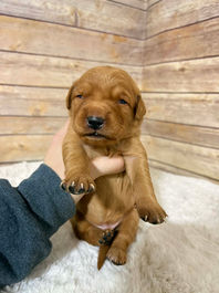 Golden Retriever Breeders in Montana, Field Golden Retriever Breeders in Montana, Field Golden Retriever Breeders, Field Golden Retrievers, Hunting Golden Retrievers, Golden Retriever Breeders in MT, Golden Retrievers in Montana, Golden Retriever puppies for sale in Montana, Golden Retriever puppies for sale in MT, Goldens in MT, Golden Retrievers for sale in MT, Golden Retrievers for sale in Montana, Golden Retriever breeders in MT, Golden Retrievers, Golden Retrievers for sale, Golden Retriever Puppies for sale, Golden Retriever Puppies, Responsible Golden Retriever Breeder, Responsible Golden Retriever Breeders in Montana, Responsible Golden Retriever Breeders in MT