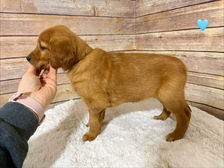Golden Retriever Breeders in Montana, Field Golden Retriever Breeders in Montana, Field Golden Retriever Breeders, Field Golden Retrievers, Hunting Golden Retrievers, Golden Retriever Breeders in MT, Golden Retrievers in Montana, Golden Retriever puppies for sale in Montana, Golden Retriever puppies for sale in MT, Goldens in MT, Golden Retrievers for sale in MT, Golden Retrievers for sale in Montana, Golden Retriever breeders in MT, Golden Retrievers, Golden Retrievers for sale, Golden Retriever Puppies for sale, Golden Retriever Puppies, Responsible Golden Retriever Breeder, Responsible Golden Retriever Breeders in Montana, Responsible Golden Retriever Breeders in MT