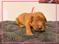 Golden Retriever Breeders in Montana, Field Golden Retriever Breeders in Montana, Field Golden Retriever Breeders, Field Golden Retrievers, Hunting Golden Retrievers, Golden Retriever Breeders in MT, Golden Retrievers in Montana, Golden Retriever puppies for sale in Montana, Golden Retriever puppies for sale in MT, Goldens in MT, Golden Retrievers for sale in MT, Golden Retrievers for sale in Montana, Golden Retriever breeders in MT, Golden Retrievers, Golden Retrievers for sale, Golden Retriever Puppies for sale, Golden Retriever Puppies, Responsible Golden Retriever Breeder, Responsible Golden Retriever Breeders in Montana, Responsible Golden Retriever Breeders in MT